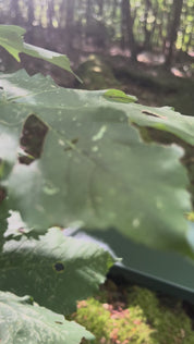 🌲 The Beyond Facial Book